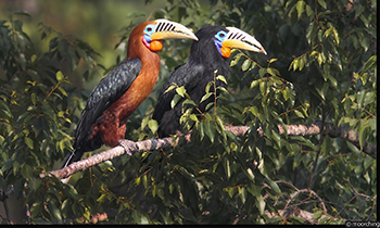 Bird Watching Tour In Manas National Park 